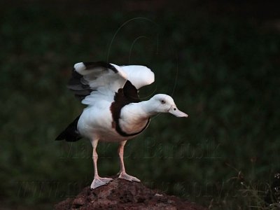 _MG_3838 Radjah Shelduck.jpg