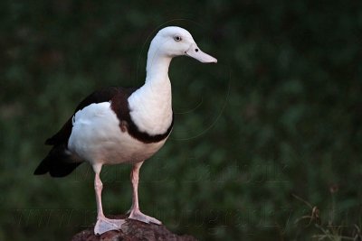 _MG_3848 Radjah Shelduck.jpg