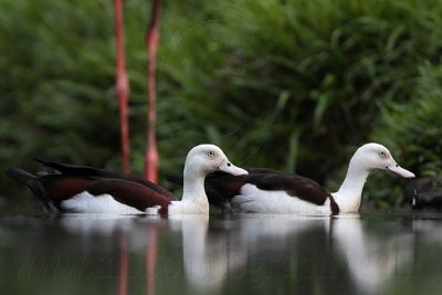 _MG_4075 Radjah Shelduck.jpg