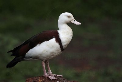 _MG_4789 Radjah Shelduck.jpg
