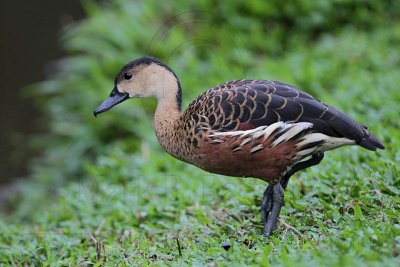 _MG_4804 Wandering Whistling-Duck.jpg