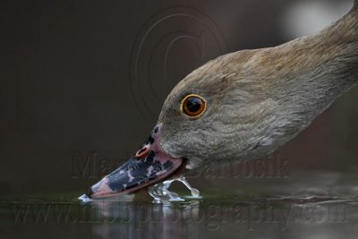 Plumed Whistling-Duck portraits - Top End, Northern Territory, Australia