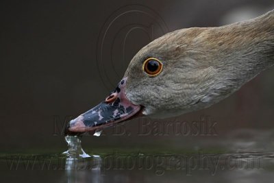 _MG_4996 Plumed Whistling-Duck.jpg