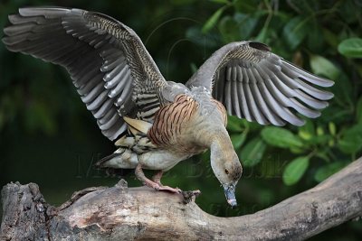 _MG_5480 Plumed Whistling-Duck.jpg