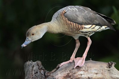 _MG_5519 Plumed Whistling-Duck.jpg