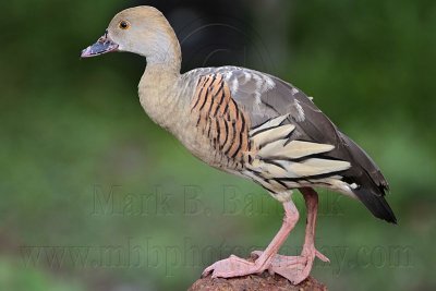 _MG_5535 Plumed Whistling-Duck.jpg