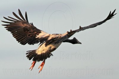 Maggie Goose on wing - Top End, Northern Territory, Australia