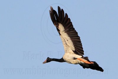 _MG_4433 Maggie Goose.jpg