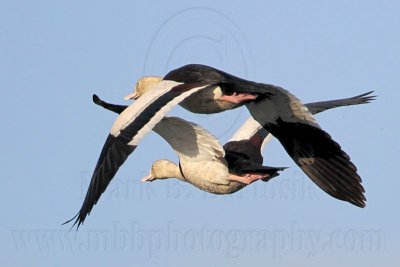 _MG_4546 Radjah Shelduck.jpg