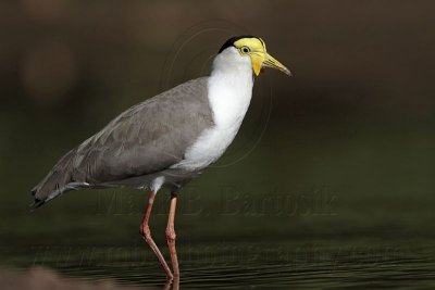 _MG_1417 Masked Lapwing.jpg
