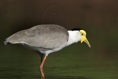 _MG_1474 Masked Lapwing.jpg