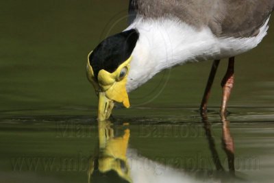 _MG_1504 Masked Lapwing.jpg