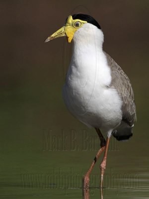 _MG_1507 Masked Lapwing.jpg