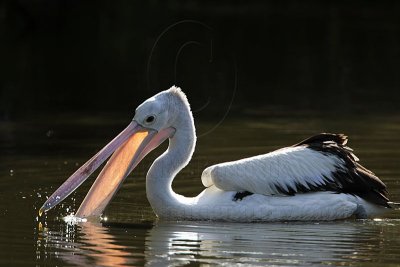 _MG_1100 Australian Pelican.jpg