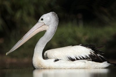 Australian Pelican - Pelecanus conspicillatus - NT