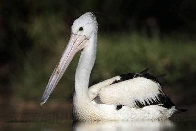 _MG_1779 Australian Pelican.jpg