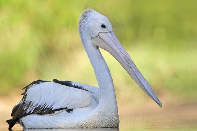 _MG_1828 Australian Pelican.jpg