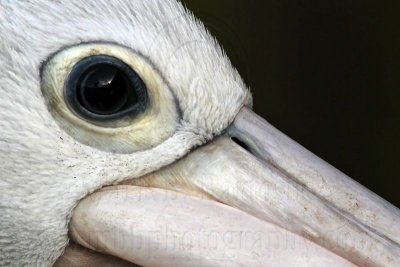 Australian Pelican portraits - Top End, Northern Territory, Australia