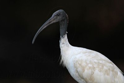 _MG_3403 Australian White Ibis.jpg
