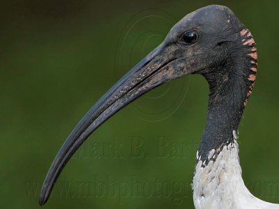 _MG_3406crop Australian White Ibis.jpg