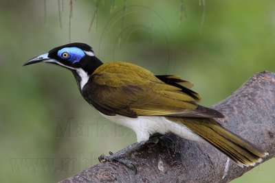 Blue-faced Honeyeater - Top End, Northern Territory, Australia