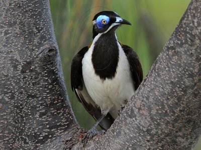 _MG_6737 Blue-faced Honeyeater.jpg