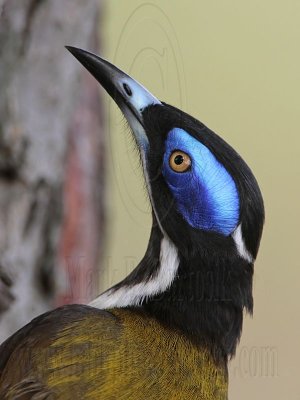 _MG_6772 Blue-faced Honeyeater.jpg