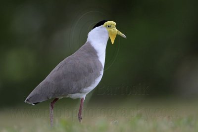 _MG_6164 Masked Lapwing.jpg