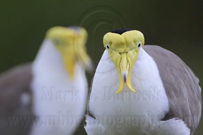 _MG_6246 Masked Lapwing.jpg