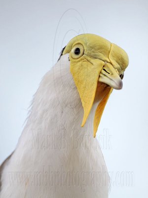 _MG_6540 Masked Lapwing.jpg