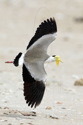 _MG_7813 Masked Lapwing.jpg