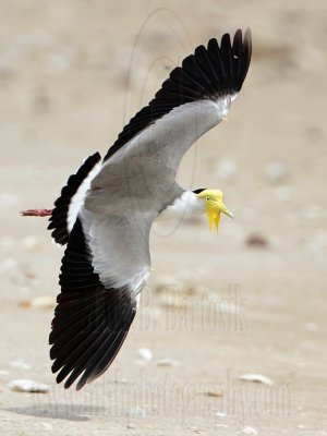 Masked Lapwing on wing - Top End, Northern Territory, Australia