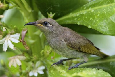 _MG_5791 Brown Honeyeater.jpg