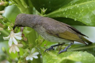 _MG_5795 Brown Honeyeater.jpg