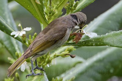 _MG_5829 Brown Honeyeater.jpg