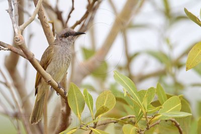 _MG_5849 Brown Honeyeater.jpg