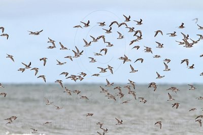 _MG_6092 Greater Sand Plover.jpg