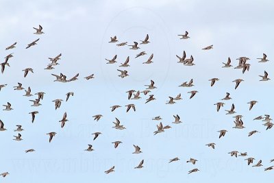 _MG_6100 Greater Sand Plover.jpg