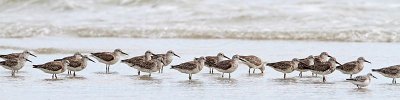 _MG_6106 Great Knot and Sanderling.jpg