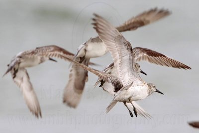 _MG_6247 Great Knot.jpg