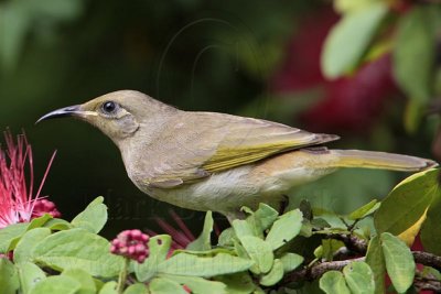_MG_7086 Brown Honeyeater.jpg