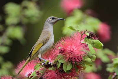 _MG_7184 Brown Honeyeater.jpg