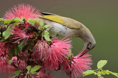 _MG_7215 Brown Honeyeater.jpg