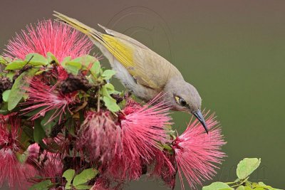 _MG_7222 Brown Honeyeater.jpg