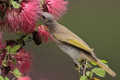 _MG_7240 Brown Honeyeater.jpg