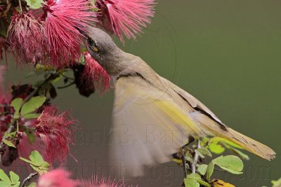 _MG_7241 Brown Honeyeater.jpg
