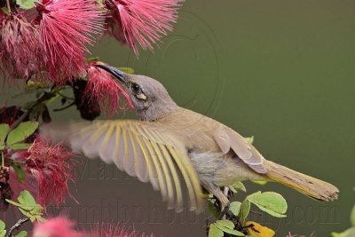 _MG_7242 Brown Honeyeater.jpg
