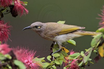 _MG_7245 Brown Honeyeater.jpg