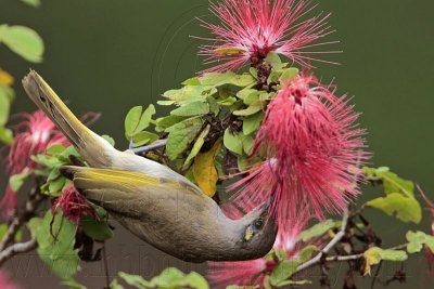 _MG_7261 Brown Honeyeater.jpg