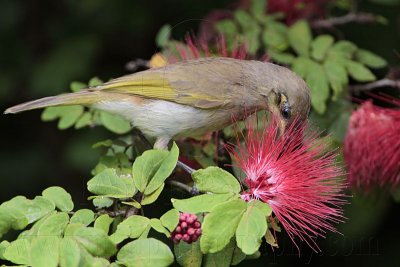 _MG_7281 Brown Honeyeater.jpg